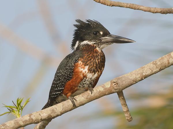 <h3><a href="/trips/gambia/biota/animalia/chordata/aves/037 coraciiformes/003 alcedinidae/megaceryle maxima/megaceryle maxima-nl.html">Megaceryle&nbsp;maxima</a> / Giant&nbsp;kingfisher / Afrikaanse&nbsp;reuzenijsvogel</h3>OM-1 Mark II met OLYMPUS M.150-400mm F4.5, 1/2000 sec  bij F4.5, ISO 500, afstand 24.2&nbsp;m